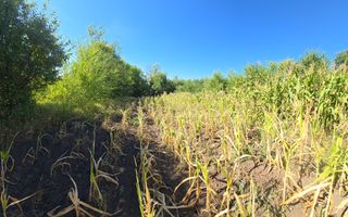10 ari pentru construcții agroindustriale - Poză 5