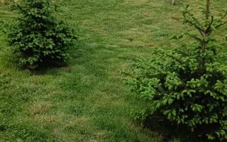 OCAZIE Casa P+M+ teren 700mp Adunatii-Copaceni - Poză 4