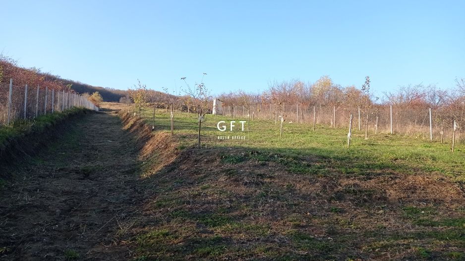 Teren Viisoara 27 ari - Poză 8