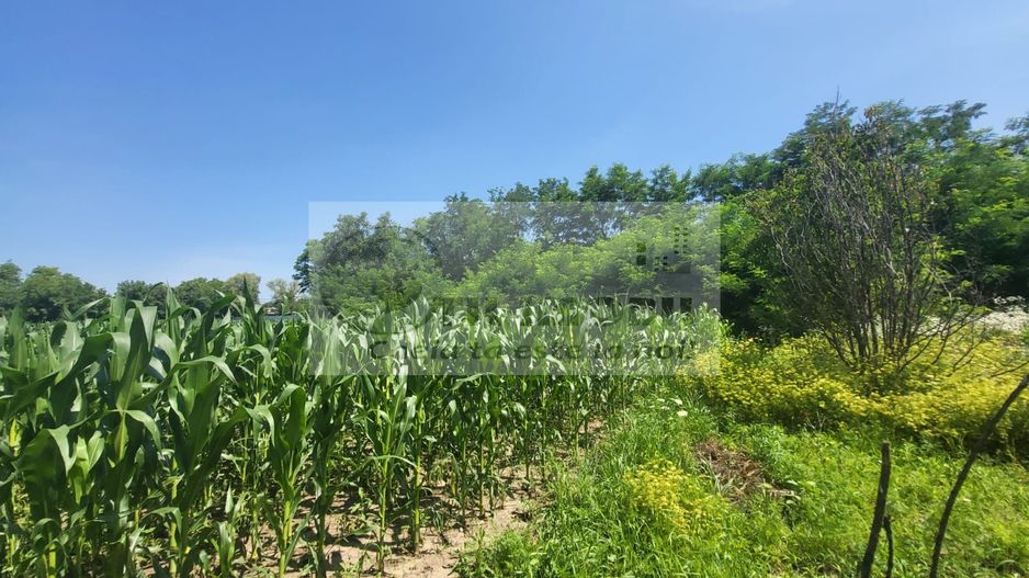 Casă individuala 4000mp teren com Alexandru Ioan Cuza sat Kogalniceni - Poză 15