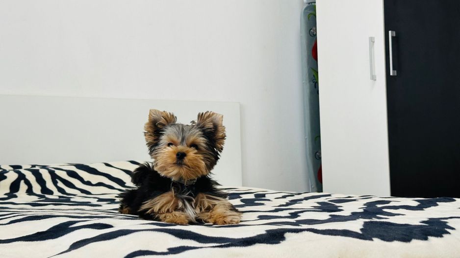 Kiko isi vinde primul camin | 3 camere | P-ta Iuliu Maniu - Poză 3