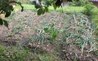 CASA 6 CAMERE TEREN 1005 MP  BUGHEA DE JOS ARGEȘ - Poză 38