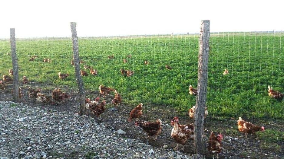De vanzare ferma de gaini ouatoare in sistem free-range | 45.000 mp teren - Poză 3