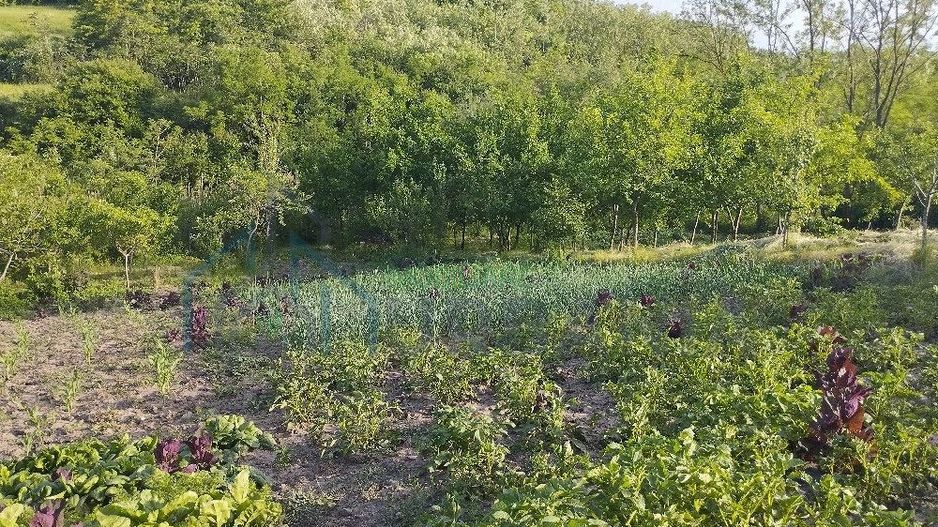 Casă bătrânească de vânzare în Totoiești – teren intravilan 2128 mp, cu fântână, beci, anexe și livadă - Poză 4
