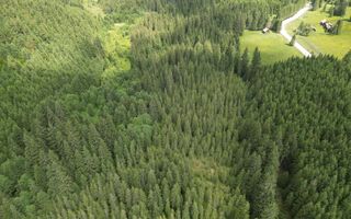 Teren extravilan 5000 MP Comandau - Poză 9