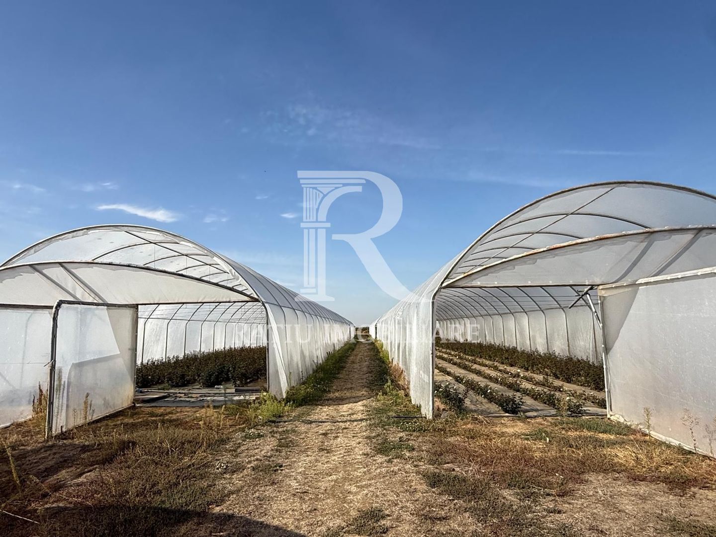 Teren intravilan agricol | 7029 mp | Satu Nou | Bihor - Poză 6