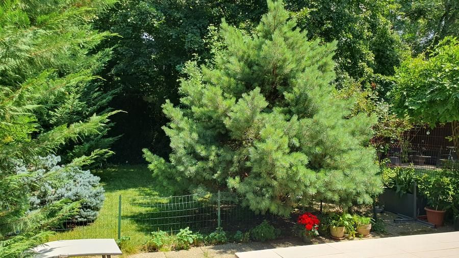 Vila 4 Camere Baneasa - Liceul Francez - - Poză 2