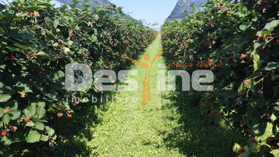 Plantatie de Muri Baicoi 10.000 mp Afacere la cheie! - Poză 15