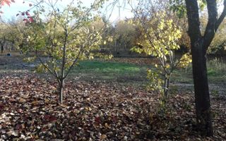 Teren Intravilan Central Ghercesti - Poză 2