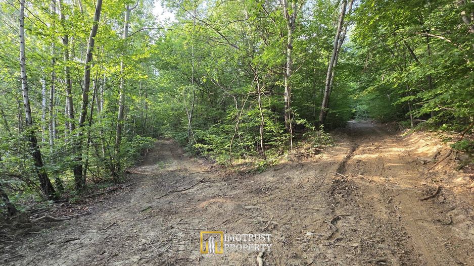 Pădure și pășune de vânzare 8,2037 ha Borod, Bihor - Poză 5