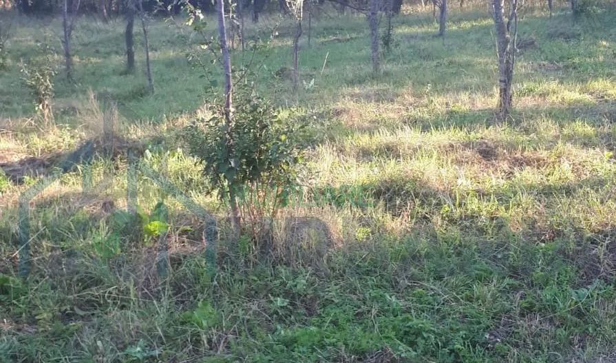 SUPER OFERTĂ: 5000 mp,gaze,canalizare, curent jud Iasi Loc. Ceplenita - Poză 2