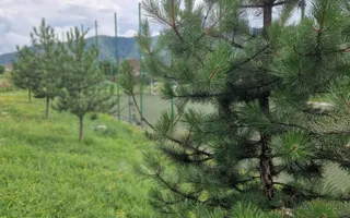 Pensiune  în Călimănești + 2 A-Frame - Teren 5.574 mp - Bonus Mercedes 350d - Poză 30
