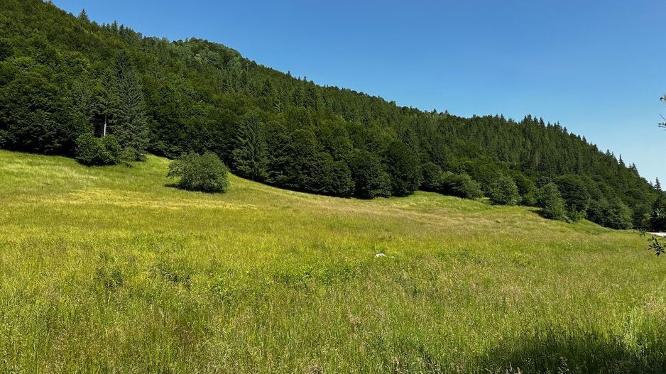 2 Loturi aprox.2200mp 25€/(total 6696mp) Barsa Fierului / Plaiul Foii - Poză 11