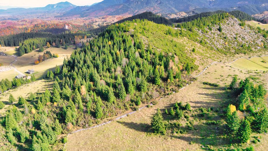 Teren 17590 mp în Fundata, lângă Cheile Grădiștei, Brașov! - Poză 5