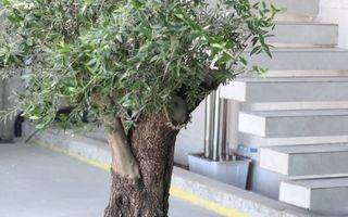 SMART HOME UNICAT I AUTOSUSTENABILA 0% UTILITATI I CORBEANCA - Poză 5