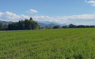 Teren intravilan 3h, Stupini -Str. Oitelor, asfalt si utilitati la 70 m - Poză 12