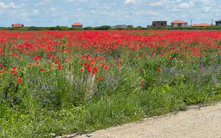 Teren Remetea Mare 720mp -2 fronturi I - Poză 1