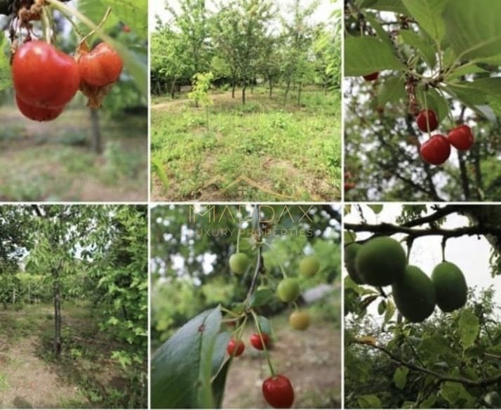 Vila 9 camere***gradina cu pomi fructiferi//1085 mp teren***Dragomiresti-Deal - Poză 3