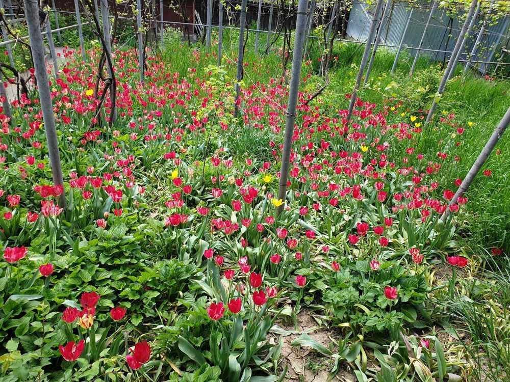 teren de vanzare 807 mp - Poză 6