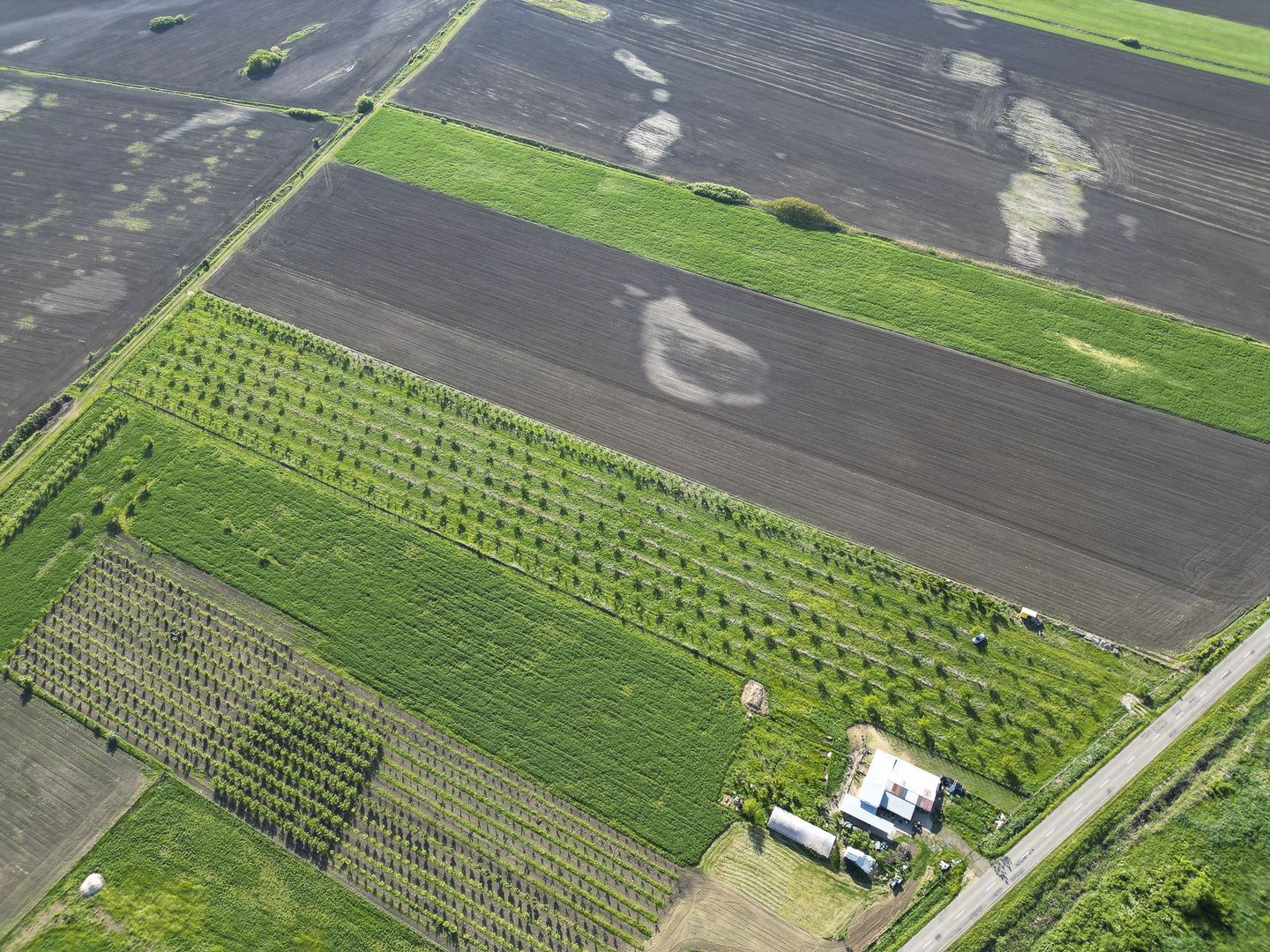 Livadă de nuci și pruni 2.4ha în Variașu Mare - Poză 14