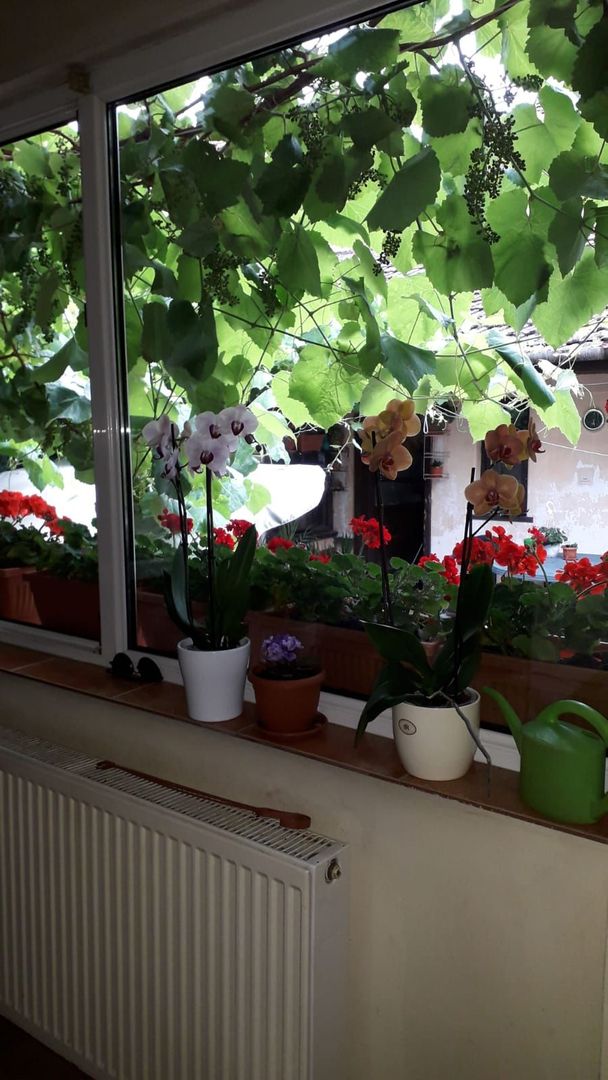 Casă individala cu etaj, având 2 apartamente separate în Timișoara - Poză 12