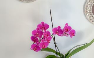 VANDUT - Apartament modern cu 2 camere - langa padure - mobilat&utilat | Com0% - Poză 13