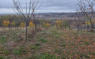 Teren Cetariu 9900 mp - Poză 4