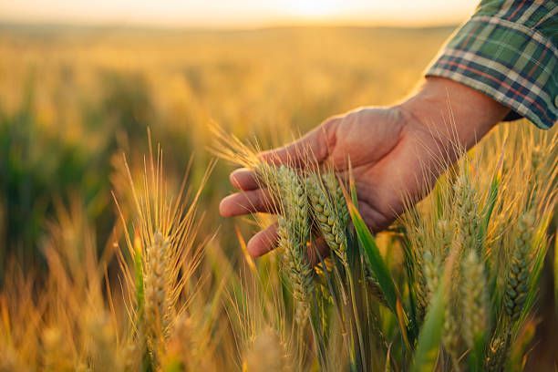 Ferma de Cultura Mare 1100 HA - Poză 1