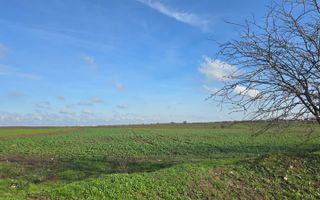 Teren intravilan 20.000 mp - Fundeni - Poză 3