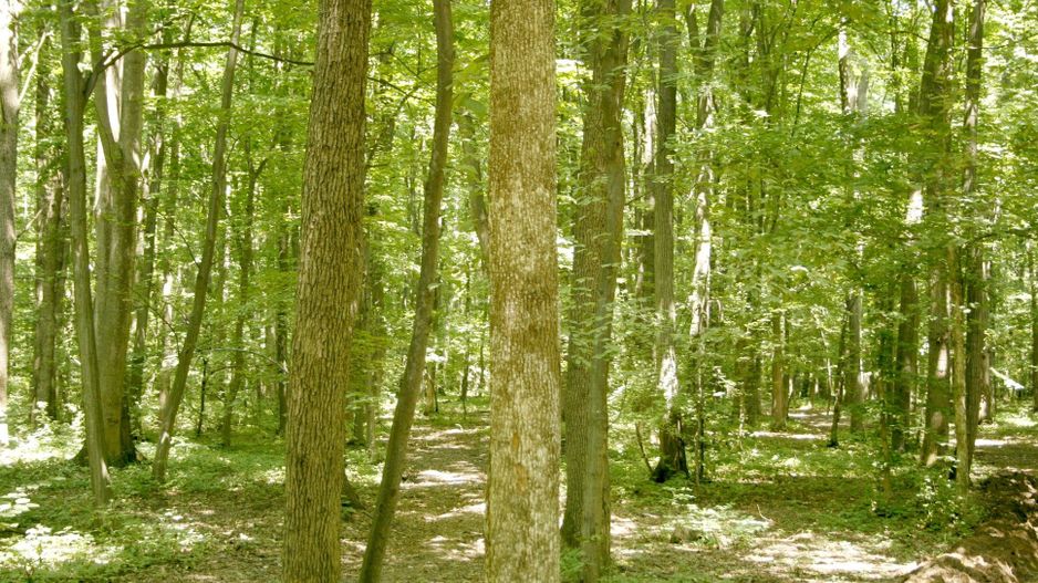 Ocazie ! PIPERA - padurea Baneasa, 7 Ha. in apropiere de Rez. Oxford - Poză 3