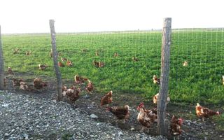 De vanzare ferma de gaini ouatoare in sistem free-range | 45.000 mp teren - Poză 3