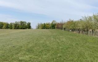 Teren extravilan 7.200 mp, Bordea - Grajduri, oportunitate investiție - Poză 11