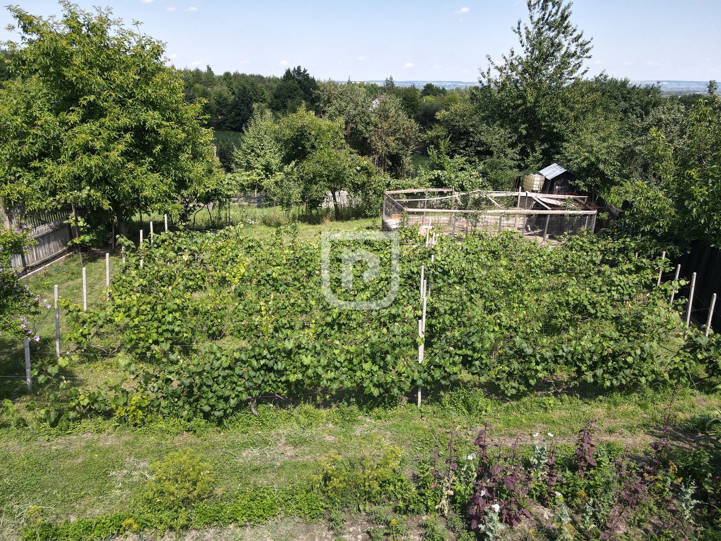 Ferma agricola, plantatii de mure, trandafiri, vita-de-vie - Poză 4