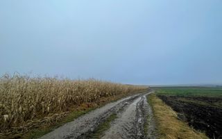 TEREN EXTRAVILAN | DOUA PARCELE| 70 ARI| IDEAL AGRICOL| CALAFINDESTI - Poză 9