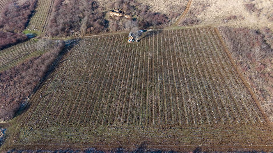 Vita-de-vie Premium  teren de 6800 mp în Covăsinț - Poză 17