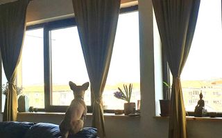 Vânzare, apartament, 4 camere, Calea Torontalului - Poză 4