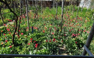 teren de vanzare 807 mp - Poză 5