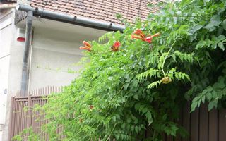 BRASADAS vinde casa singur in curte in zona semicentrala. - Poză 2