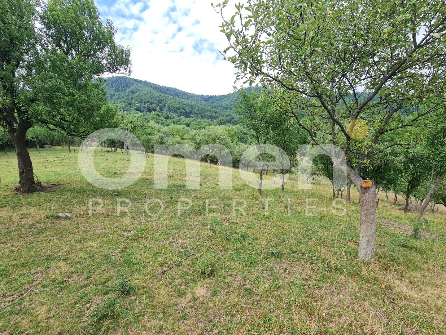 Teren de vânzare | Suprafață 10.040 mp | 2.500 € / ar | Strada Nucului - Poză 5