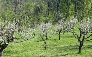 Teren de vanzare - Extravilan - 4288mp - Gusterita - 0% Comision - Poză 1