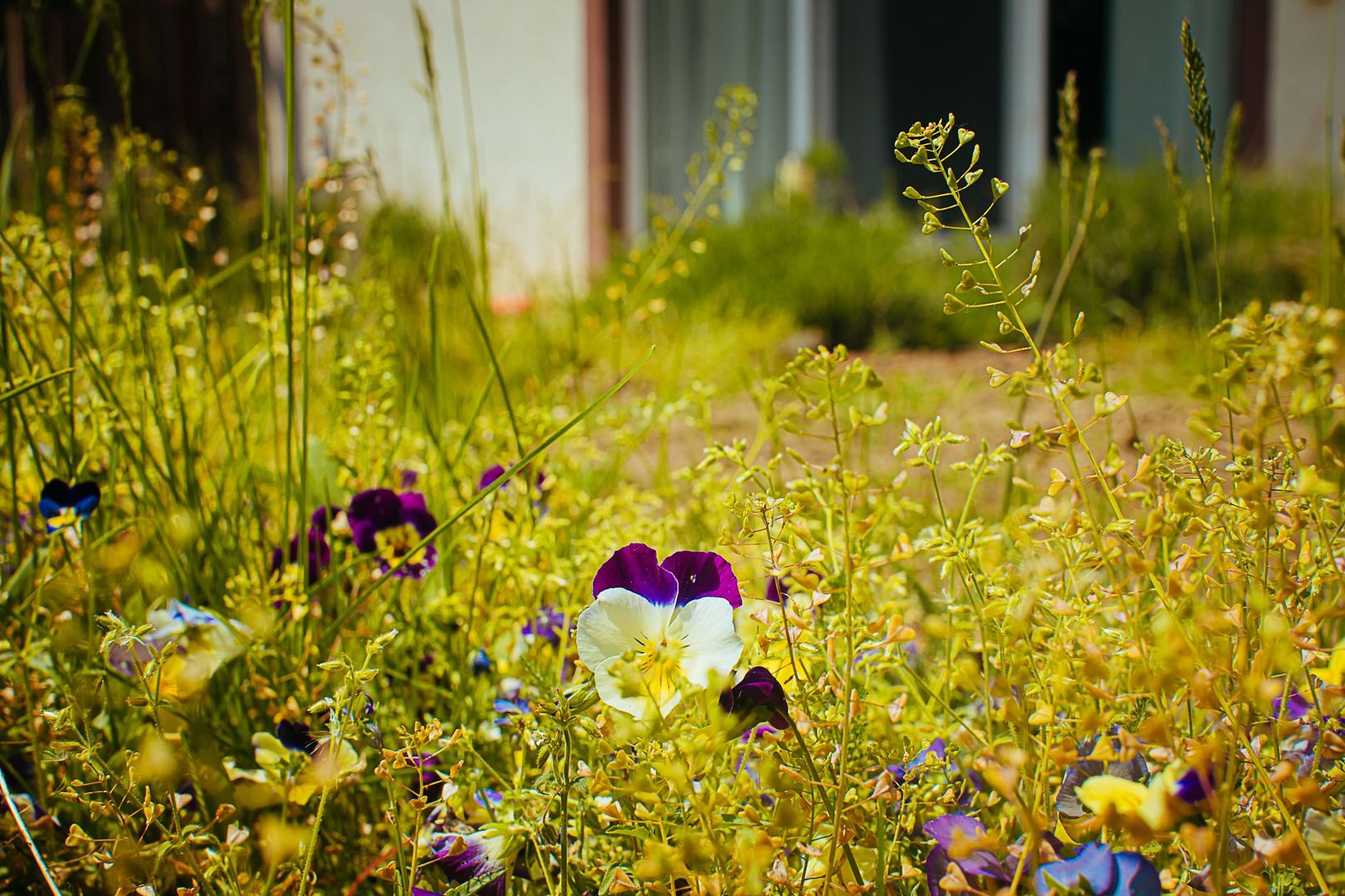 Exclusivitate - Sanpetru, casa cu priveliște deosebită - Poză 23