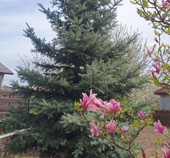 Vila 412 mp Galata, 1201 mp curte, direct proprietar - Poză 5