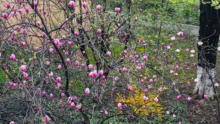 Apartament 3 camere, Bld. Brancoveanu. Decomandat. - Poză 2