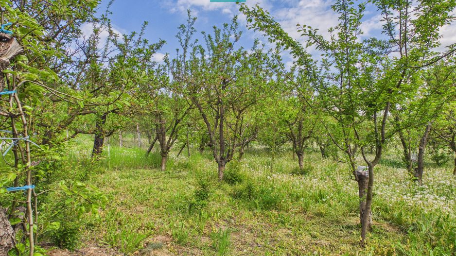 Casă cu 3 camere și teren generos în Drauț - Poză 9