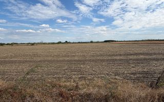 TEREN INTRAVILAN 4.750 MP | BORȘ | OPORTUNITATE DE INVESTIȚIE - Poză 4