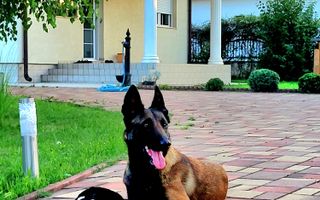 Ag EUROPA vinde casa individuala PARTER 4 cam 12 ari în MARTINESTI. - Poză 1