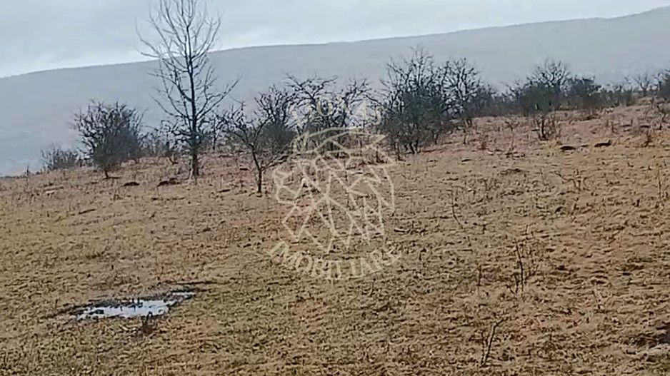 Teren 10000mp intravilan Chinteni 14 case aprobate  Investiție dezvoltator - Poză 7