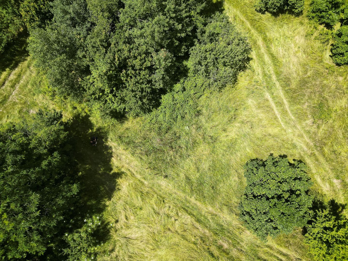 Teren pe deal la Sebiș - Poză 6