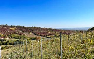 14Ha podgorie, livada pomi fructiferi, si conac 3000mp - Poză 3