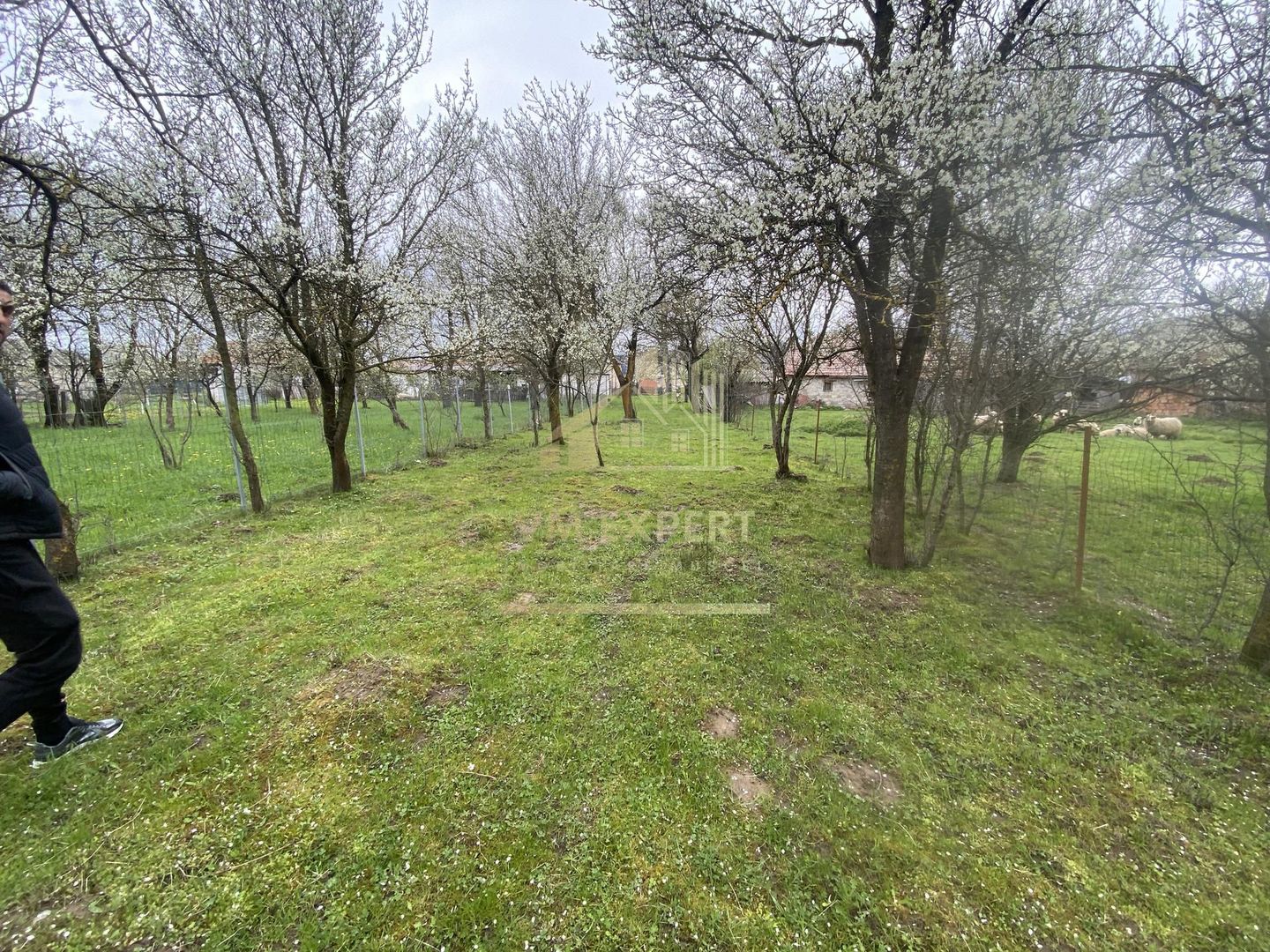 TEREN INTRAVILAN 1278 MP, VALEA MARE PRAVAT, ARGES - Poză 4